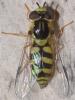 Dasysyrphus albostriatus